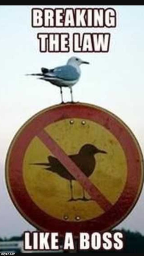 Breaking Bird  | image tagged in memes,birds | made w/ Imgflip meme maker