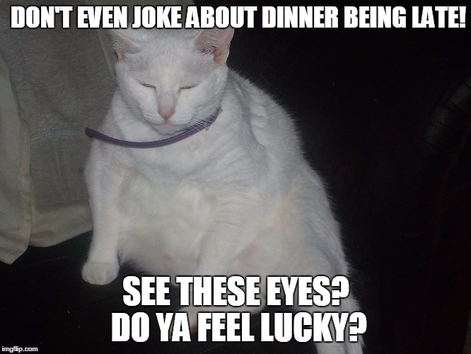 Dinner Late? | DON'T EVEN JOKE ABOUT DINNER BEING LATE! SEE THESE EYES? DO YA FEEL LUCKY? | image tagged in snowball,cats | made w/ Imgflip meme maker