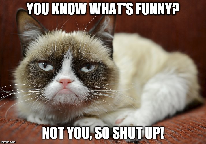 THE GRUMPIEST CAT | YOU KNOW WHAT'S FUNNY? NOT YOU, SO SHUT UP! | image tagged in annoyed,angry,grumpy,cat,funny | made w/ Imgflip meme maker