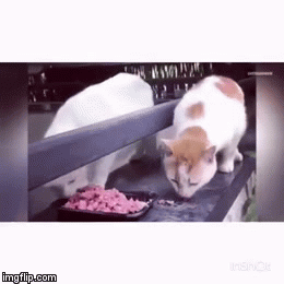 After the diet :D | image tagged in gifs,diet | made w/ Imgflip video-to-gif maker