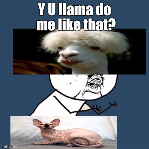 Y U No Meme | Y U llama do me like that? | image tagged in memes,y u no | made w/ Imgflip meme maker