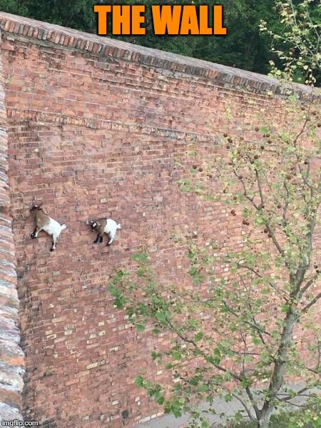 Optical Illusion | THE WALL | image tagged in goat memes,optical illusion | made w/ Imgflip meme maker
