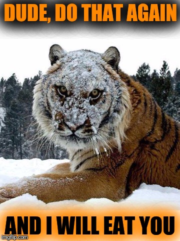 Tiger Week July 24 - 31. A TigerLegend1046 Event.  Don't throw snowballs at tigers :) | DUDE, DO THAT AGAIN; AND I WILL EAT YOU | image tagged in tiger week,cats,funny,memes,big cats,snowball | made w/ Imgflip meme maker