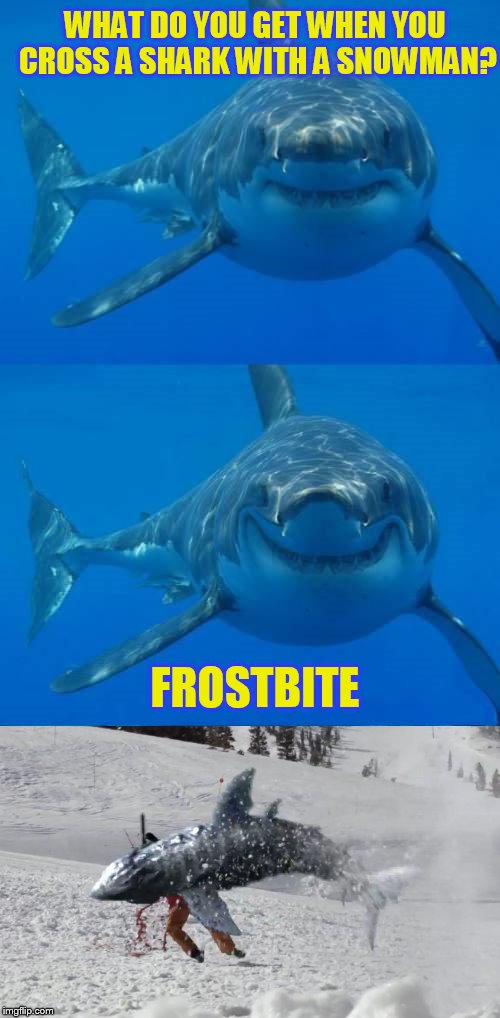 Shark Week...A Raydog and Discovery Channel Event | WHAT DO YOU GET WHEN YOU CROSS A SHARK WITH A SNOWMAN? FROSTBITE | image tagged in bad shark pun,shark week,sharks,snowman,memes,frostbite | made w/ Imgflip meme maker