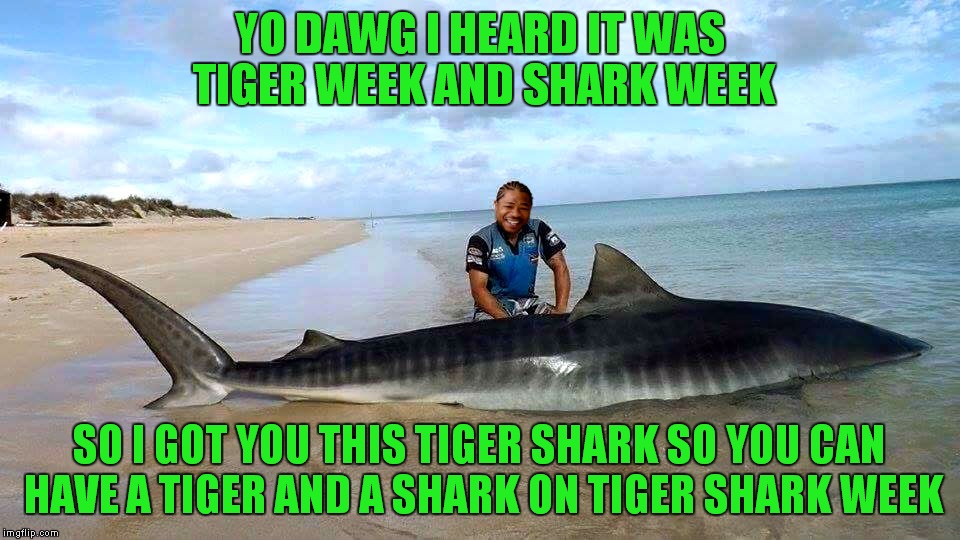 TigerLegend1046 and Raydog events! | YO DAWG I HEARD IT WAS TIGER WEEK AND SHARK WEEK; SO I GOT YOU THIS TIGER SHARK SO YOU CAN HAVE A TIGER AND A SHARK ON TIGER SHARK WEEK | image tagged in shark week,tiger week,raydog,tigerlegend1046,xzibit,yo dawg heard you | made w/ Imgflip meme maker