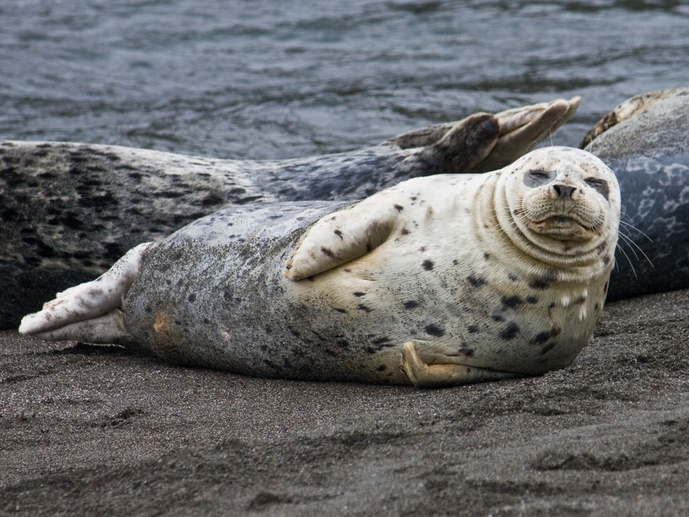 High Quality A sea Lion is still a Lion Blank Meme Template