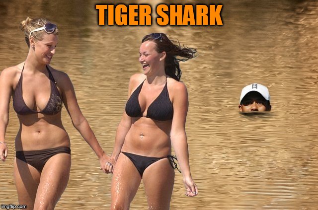 TIGER SHARK | made w/ Imgflip meme maker
