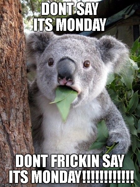 koala monday | DONT SAY ITS MONDAY; DONT FRICKIN SAY ITS MONDAY!!!!!!!!!!!! | image tagged in koala monday | made w/ Imgflip meme maker