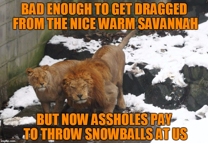 BAD ENOUGH TO GET DRAGGED FROM THE NICE WARM SAVANNAH BUT NOW ASSHOLES PAY TO THROW SNOWBALLS AT US | made w/ Imgflip meme maker