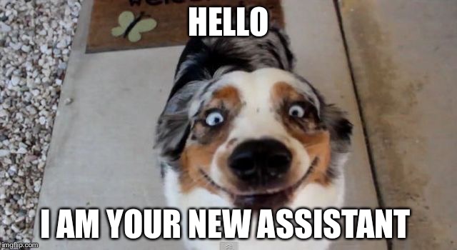 HELLO; I AM YOUR NEW ASSISTANT | image tagged in dogello | made w/ Imgflip meme maker