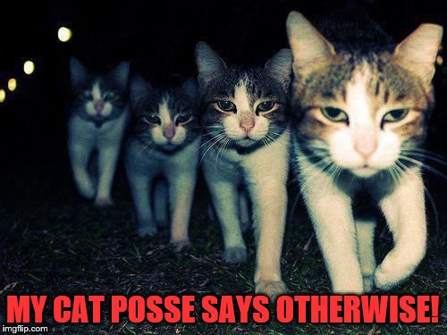 wrong neighborhood cats | MY CAT POSSE SAYS OTHERWISE! | image tagged in wrong neighborhood cats | made w/ Imgflip meme maker