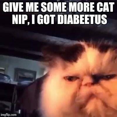 Diabeetus cat | GIVE ME SOME MORE CAT NIP, I GOT DIABEETUS | image tagged in memes | made w/ Imgflip meme maker