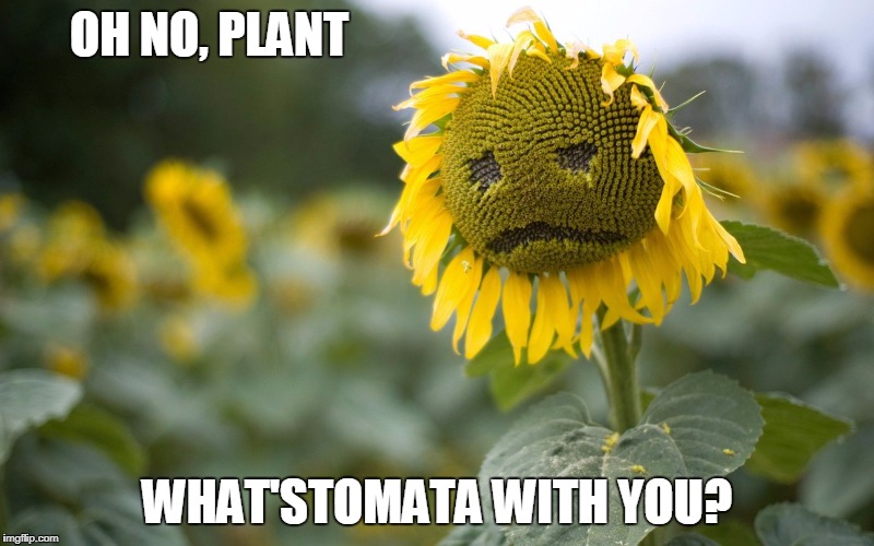Sadflower | OH NO, PLANT; WHAT'STOMATA WITH YOU? | image tagged in sad,flower,sunflower,stomata,pun | made w/ Imgflip meme maker