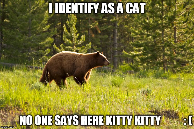 I IDENTIFY AS A CAT NO ONE SAYS HERE KITTY KITTY           : ( | made w/ Imgflip meme maker