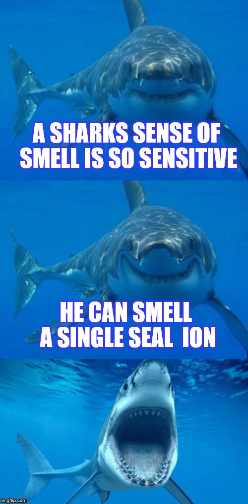 Shark Week -  a Raydog and Discovery Channel Event | A SHARKS SENSE OF SMELL IS SO SENSITIVE; HE CAN SMELL A SINGLE SEAL  ION | image tagged in bad shark pun,shark week | made w/ Imgflip meme maker