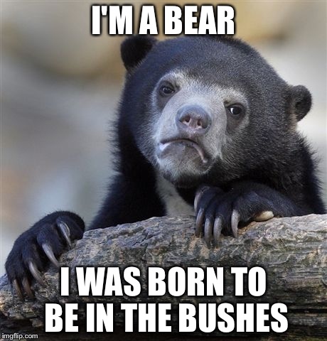 Confession Bear Meme | I'M A BEAR I WAS BORN TO BE IN THE BUSHES | image tagged in memes,confession bear | made w/ Imgflip meme maker