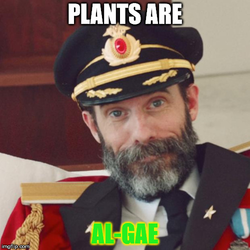 Captain Obvious | PLANTS ARE; AL-GAE | image tagged in captain obvious | made w/ Imgflip meme maker