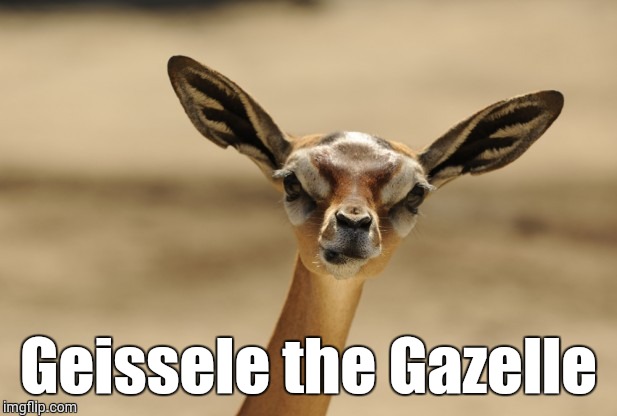 gazelle | Geissele the Gazelle | image tagged in gazelle | made w/ Imgflip meme maker