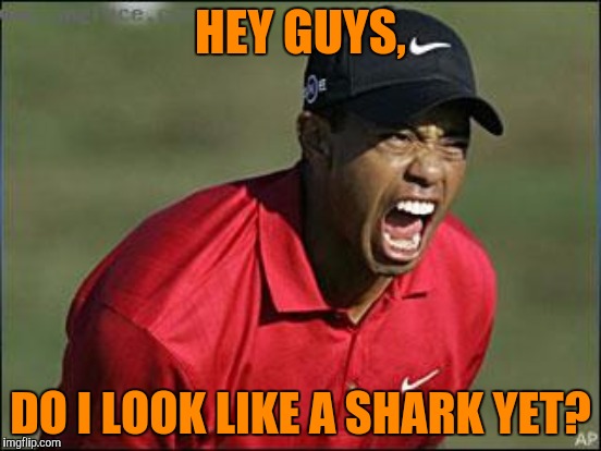Made this as a comment for both Shark Week and Tiger Week - Raydog(Discovery Channel)/TigerLegend1046 events | HEY GUYS, DO I LOOK LIKE A SHARK YET? | image tagged in tigerlegend1046,raydog,tiger week,tiger woods,shark week,tiger shark | made w/ Imgflip meme maker