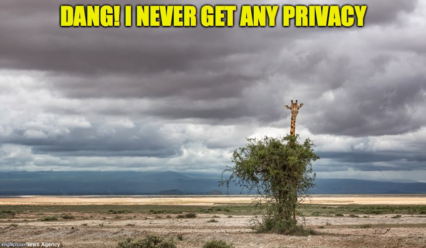 The Worst Camouflage | DANG! I NEVER GET ANY PRIVACY | image tagged in funny giraffe | made w/ Imgflip meme maker