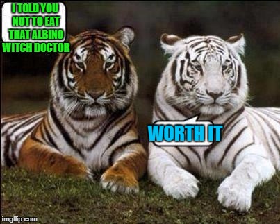 Brought back for Tiger Week July 24 - 31...A TigerLegend1046 Event
 | I TOLD YOU NOT TO EAT THAT ALBINO WITCH DOCTOR; WORTH IT | image tagged in two tigers,memes,tiger week,tigers,funny,animals | made w/ Imgflip meme maker