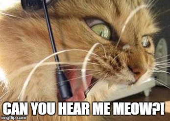 CAN YOU HEAR ME MEOW?! | made w/ Imgflip meme maker