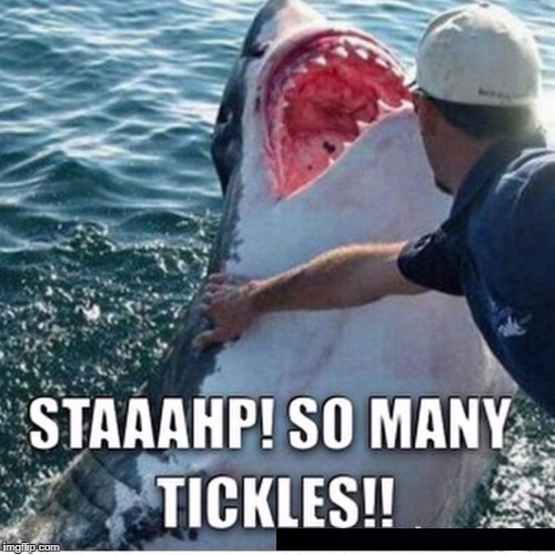 Sharks can be a bit Ticklish :)| Shark week, a Raydog and Discovery Channel Event! | STAAAHP! SO MANY TICKLES!! | image tagged in shark week,raydog,ticklish | made w/ Imgflip meme maker