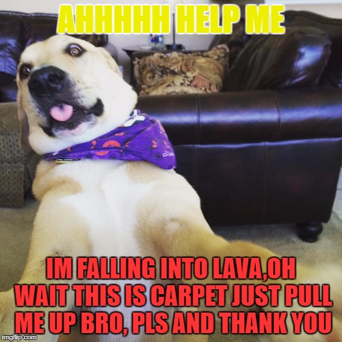 Just a figment of my imagination | AHHHHH HELP ME; IM FALLING INTO LAVA,OH WAIT THIS IS CARPET JUST PULL ME UP BRO, PLS AND THANK YOU | image tagged in funny dog meme | made w/ Imgflip meme maker