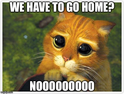 Shrek Cat Meme | WE HAVE TO GO HOME? NOOOOOOOOO | image tagged in memes,shrek cat | made w/ Imgflip meme maker