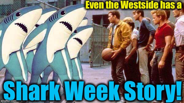 I feel pretty, oh so pretty!   (Shark Week, a Raydog Event!)  | Even the Westside has a; Shark Week Story! | image tagged in westside story/shark week,evilmandoevil,memes,raydog,funny | made w/ Imgflip meme maker