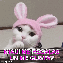 me gusta | MIAU! ME REGALAS UN ME GUSTA? | image tagged in gifs | made w/ Imgflip video-to-gif maker