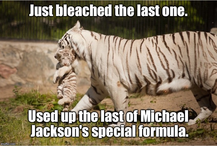 Tiger week July 24-31.   | Just bleached the last one. Used up the last of Michael Jackson's special formula. | image tagged in memes,tiger,albino,bleach,michael jackson | made w/ Imgflip meme maker