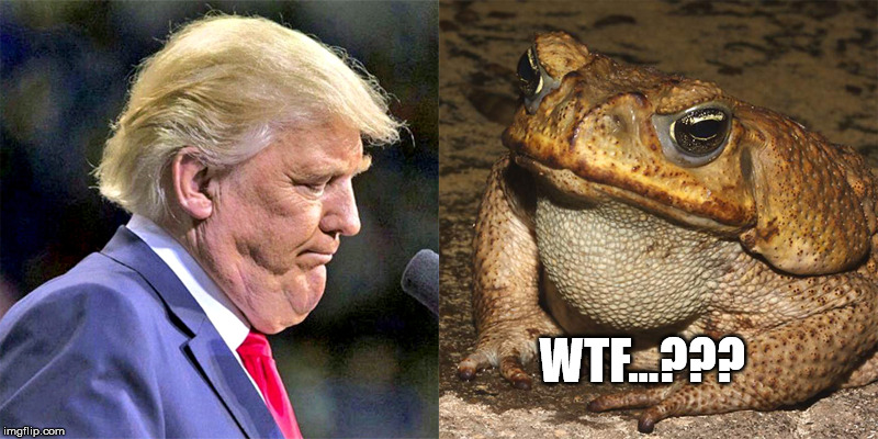 Not Frog Prince | WTF...??? | image tagged in trump frog | made w/ Imgflip meme maker