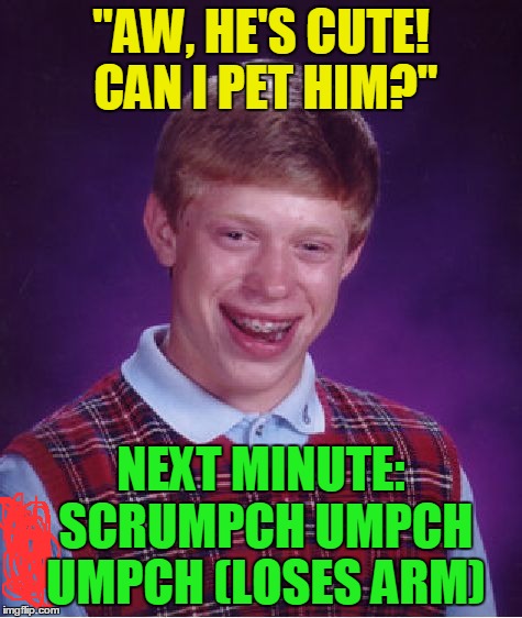 Bad Luck Brian Meme | "AW, HE'S CUTE! CAN I PET HIM?" NEXT MINUTE: SCRUMPCH UMPCH UMPCH (LOSES ARM) | image tagged in memes,bad luck brian | made w/ Imgflip meme maker