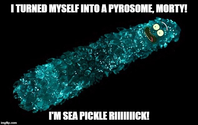 Sea Pickle Rick |  I TURNED MYSELF INTO A PYROSOME, MORTY! I'M SEA PICKLE RIIIIIIICK!﻿ | image tagged in rick and morty,rick sanchez,pickle,pyrosome,pickle rick | made w/ Imgflip meme maker