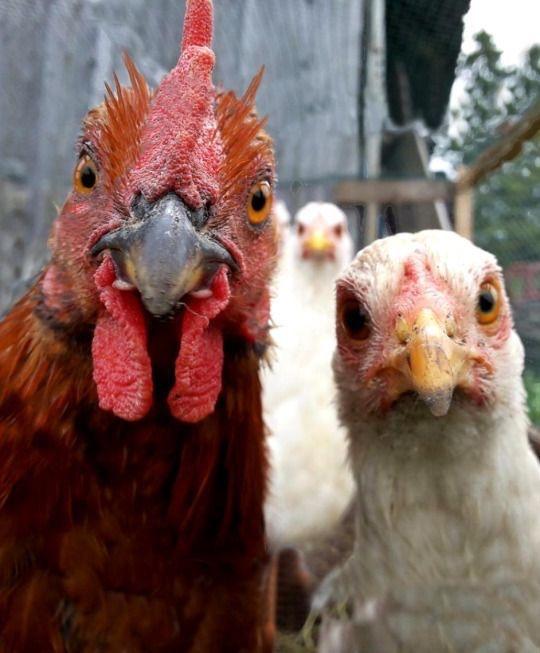 gangster chickens Blank Meme Template