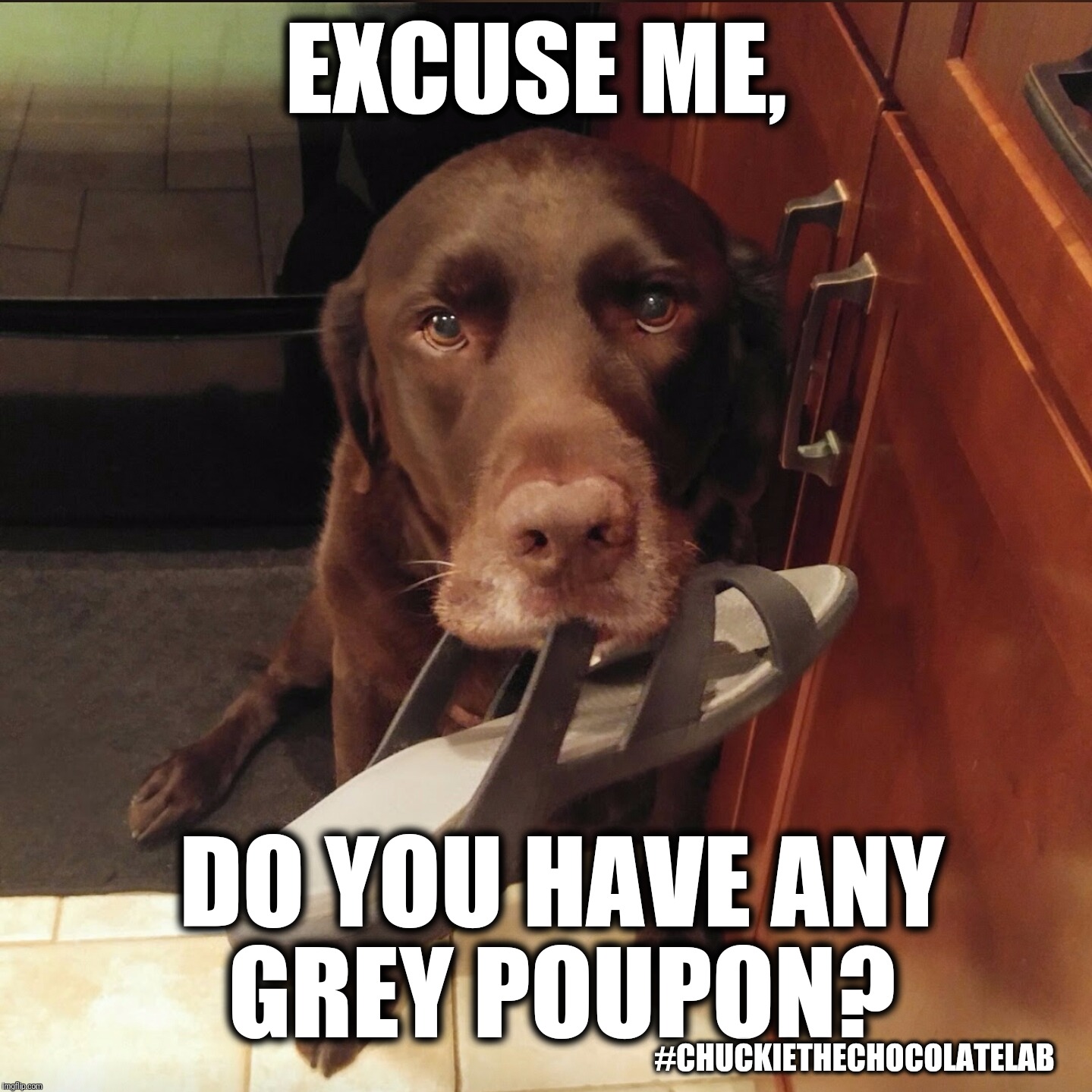 Excuse me, do you have any grey poupon?  | EXCUSE ME, DO YOU HAVE ANY GREY POUPON? #CHUCKIETHECHOCOLATELAB | image tagged in chuckie the chocolate lab,grey poupon,excuse me,funny,dogs,memes | made w/ Imgflip meme maker