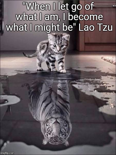 Tiger Week July 24 - 31. A TigerLegend1046 Event. What do you see in your reflection? | "When I let go of what I am, I become what I might be" Lao Tzu | image tagged in catiger,tiger week,cats,big cats,what do you see,reflection | made w/ Imgflip meme maker
