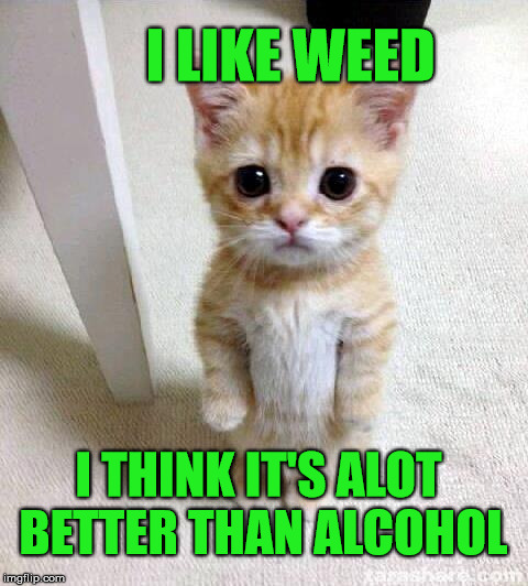 What do you think ? | I LIKE WEED; I THINK IT'S ALOT BETTER THAN ALCOHOL | image tagged in memes,cute cat,animal,weed,alcohol,cat | made w/ Imgflip meme maker