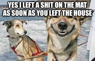 Original Stoner Dog Meme | YES I LEFT A SHIT ON THE MAT AS SOON AS YOU LEFT THE HOUSE | image tagged in memes,original stoner dog | made w/ Imgflip meme maker