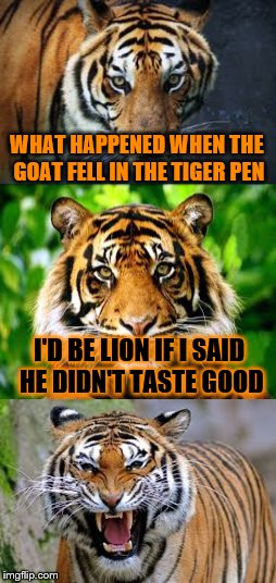 Bad Pun Tiger | WHAT HAPPENED WHEN THE GOAT FELL IN THE TIGER PEN; I'D BE LION IF I SAID HE DIDN'T TASTE GOOD | image tagged in bad pun tiger,tiger week | made w/ Imgflip meme maker