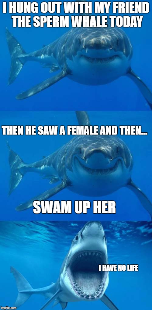 Bad Shark Pun  | I HUNG OUT WITH MY FRIEND THE SPERM WHALE TODAY; THEN HE SAW A FEMALE AND THEN... SWAM UP HER; I HAVE NO LIFE | image tagged in bad shark pun | made w/ Imgflip meme maker
