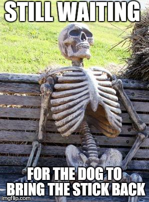 Waiting Skeleton Meme | STILL WAITING FOR THE DOG TO BRING THE STICK BACK | image tagged in memes,waiting skeleton | made w/ Imgflip meme maker