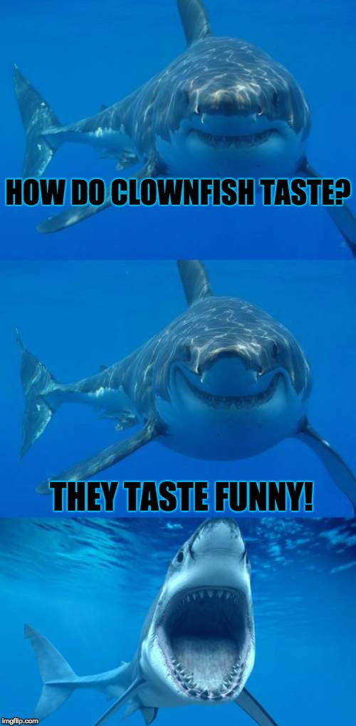 Shark Week! A Raydog and Discovery Channel Event | HOW DO CLOWNFISH TASTE? THEY TASTE FUNNY! | image tagged in bad shark pun,shark week,sharks,finding nemo,funny,myrianwaffleev | made w/ Imgflip meme maker