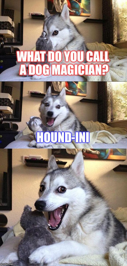 Dog magician 2# | WHAT DO YOU CALL A DOG MAGICIAN? HOUND-INI | image tagged in memes,bad pun dog | made w/ Imgflip meme maker