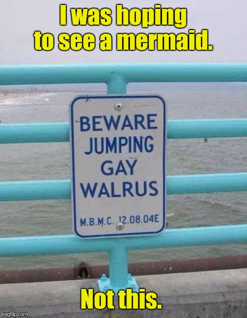 Better not get too close to that rail.  | I was hoping to see a mermaid. Not this. | image tagged in funny sign,gay,walrus,beware | made w/ Imgflip meme maker