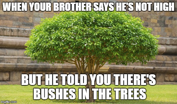 WHEN YOUR BROTHER SAYS HE'S NOT HIGH; BUT HE TOLD YOU THERE'S BUSHES IN THE TREES | image tagged in tree | made w/ Imgflip meme maker