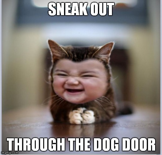 evil toddler kitten | SNEAK OUT THROUGH THE DOG DOOR | image tagged in evil toddler kitten | made w/ Imgflip meme maker