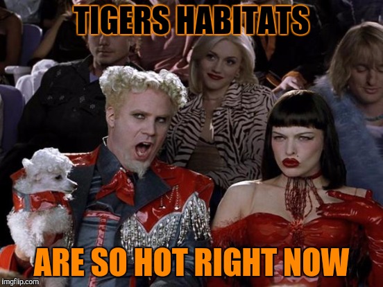 TIGERS HABITATS ARE SO HOT RIGHT NOW | made w/ Imgflip meme maker