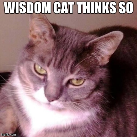 WISDOM CAT THINKS SO | made w/ Imgflip meme maker